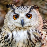 Owl 🦉 (@wpangeaw) 's Twitter Profile