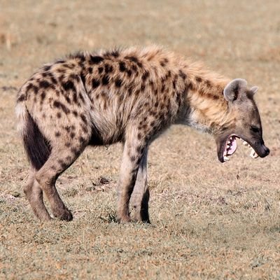 dethroneee's profile picture. she/they 🏳️‍🌈🐺🦇 || 🔞 || FREE 🇵🇸