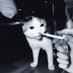 قطايط (@_meaww1) Twitter profile photo قطايط (@_meaww1) Twitter profile photo