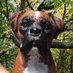 Kim Croft (@dog1statues) Twitter profile photo Kim Croft (@dog1statues) Twitter profile photo