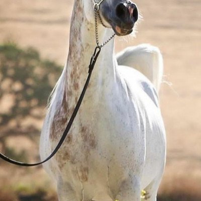 MUHali948's profile picture. أحب الهدوء وأختار كلماتي كما أختار أصدقائي