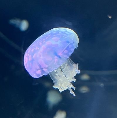 くろはさんのプロフィール画像