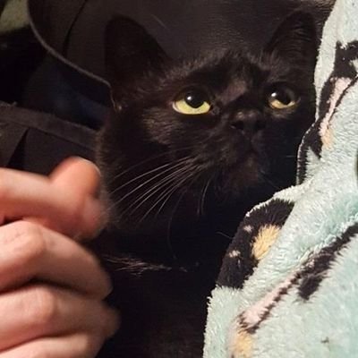 gifoftoday's profile picture. just reblog