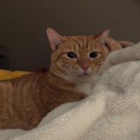 heater (@abughazalehkat) 's Twitter Profile