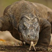 💥Komodo8964💥 (@hypericum538) 's Twitter Profile
