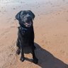 ablacktale's profile picture. I am a 7 year old bouncy Black Lab who is full of beans! I'm either diving into a river with my bro @agoldentale,chasing a 🎾, 🌞 puddling or having a cuddle!