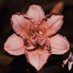 la niña de las flores en el coño (@joderyanira) Twitter profile photo la niña de las flores en el coño (@joderyanira) Twitter profile photo