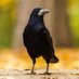 . (@rookandjackdaw) Twitter profile photo . (@rookandjackdaw) Twitter profile photo