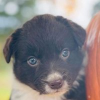 Eyem4animals (@eyem4anima14962) 's Twitter Profile