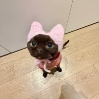 Shinys Tran (@shinys_tran) 's Twitter Profile