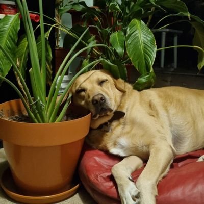 juanbratti's profile picture. 