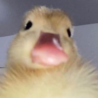 حبه انگور (@samira_rv75) 's Twitter Profile