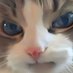 Cozy (@cosyposter) Twitter profile photo Cozy (@cosyposter) Twitter profile photo