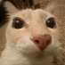 Pirulo (@gatitomimoso666) Twitter profile photo Pirulo (@gatitomimoso666) Twitter profile photo