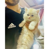 إسلام ✨🇵🇸 (@e_s_l_a_m_mo) 's Twitter Profile