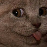 PayingPaws's profile picture. 🌟 Увлечен криптовалютой | Исследую возможности технологии блокчейн 📉 | Делясь советами, новостями и своей личной историей | #Криптовалюта #HODL  9988