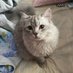 whiskas (@whiskas_tuylu) Twitter profile photo whiskas (@whiskas_tuylu) Twitter profile photo
