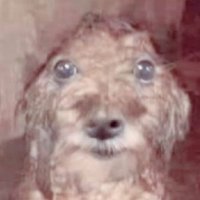 cheeks (@cheekclapperxl) 's Twitter Profile Photo cheeks (@cheekclapperxl) 's Twitter Profile Photo