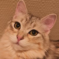 Helge A. (@woopsidaysy) 's Twitter Profile Photo Helge A. (@woopsidaysy) 's Twitter Profile Photo