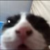 Boliniet el gato 🐱 (@quesov9056) Twitter profile photo Boliniet el gato 🐱 (@quesov9056) Twitter profile photo