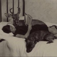 🦌 (@dinolongerhuman) 's Twitter Profile Photo 🦌 (@dinolongerhuman) 's Twitter Profile Photo