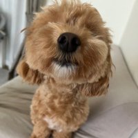 yuki (@taehyun12300523) 's Twitter Profile