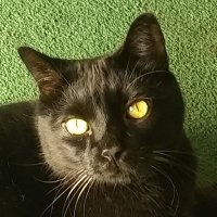 Charlie 🐊📟 (@pslcharlie) 's Twitter Profile