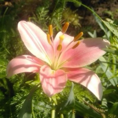 httplelun's profile picture. #CPP25 | cs @ kcl