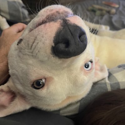 ramzld46's profile picture. 🇺🇸🇺🇸🇺🇸MAGA🇺🇸🇺🇸🇺🇸 Cajun in Kentucky. Lover of dogs, hater of liberals.