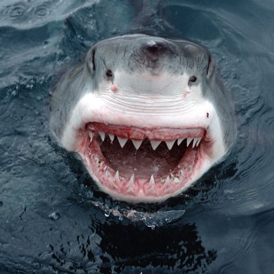 S8UL Sharky Profile