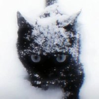 七月上 (@wqcbb) 's Twitter Profile