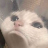 miranda (@r4bisqu1nh0) 's Twitter Profile