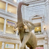 Taisuke Kondo, D.V.M., Ph.D. (@taisukekondo1) 's Twitter Profile