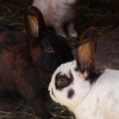 marisbones's profile picture. 21 | tweet sometimes