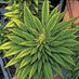 PrimeTime420 🌱 (@primetimebuds) Twitter profile photo PrimeTime420 🌱 (@primetimebuds) Twitter profile photo