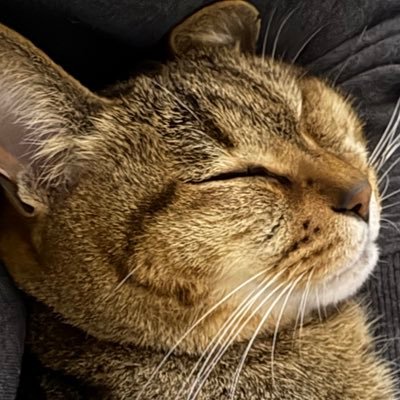 OrangeSanzzz's profile picture. valoで格下をシバいて生計立ててます