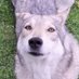 jack (unleashed) (@languidlabrys) Twitter profile photo jack (unleashed) (@languidlabrys) Twitter profile photo