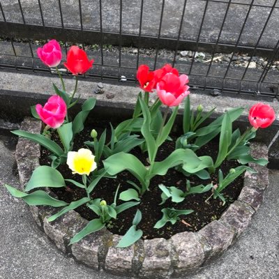 moanahero's profile picture. JTC勤務の子育て中👧👧👦
2024.11.乳がん確定、2025.40歳は治療の年💪
全摘→ddEC→ddPTX→放射線30回→タモキシフェン（2025.8.5~）、ベージニオ&リュープリン（2025.8.12~）の標準治療フルコース🔥
ルミナールⅢa（リンパ転移4/24）
やるしかない！