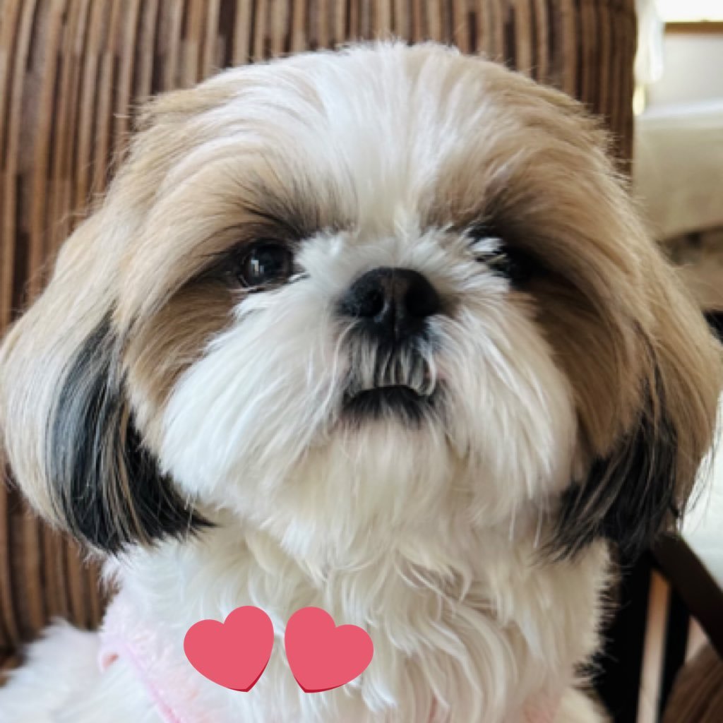シーズーの華ちゃんです🐶 2023年4月9日 生まれの強くて優しい男の子♪ 人懐こくて周りを元気にしてくれる太陽みたいな子です✨ヘッダー画像は早池峰ダムの瀬織津姫です💫