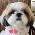 シーズー🐶華ちゃん🌺 (@2xuqsa61dhvuodr) Twitter profile photo シーズー🐶華ちゃん🌺 (@2xuqsa61dhvuodr) Twitter profile photo