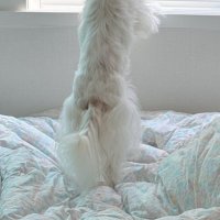 이불 (@ibul_pokbak) 's Twitter Profile