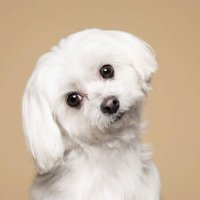 Rhea Butter ๐ง ๊๊ป๊ช แ||แ DeSpeed แ||แ Meshchain.Ai (@dissolver121) 's Twitter Profile