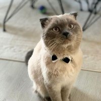 Smryna (@smryna34) 's Twitter Profile