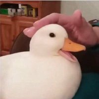 No Delusional disorder (@based_duck) Twitter profile photo