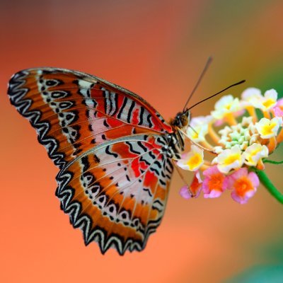 Shayad_1's profile picture. 