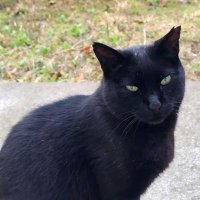 KRNK(くろねこ) (@onobow2) 's Twitter Profile