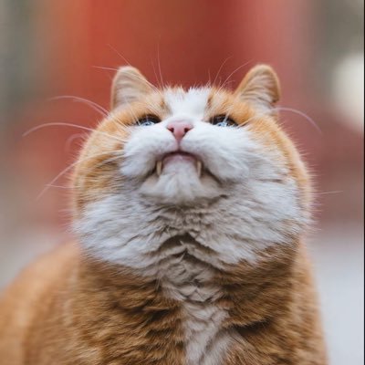 eastwind6699's profile picture. 无限期淡推 | 业余军迷 | 偶尔键政 | 侵删