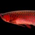 Arowana (@stellarwrangler) Twitter profile photo Arowana (@stellarwrangler) Twitter profile photo