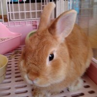 masatoshi2 (@masatoshi2v) 's Twitter Profile
