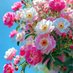 FLOWERS (@flowers7051) Twitter profile photo FLOWERS (@flowers7051) Twitter profile photo